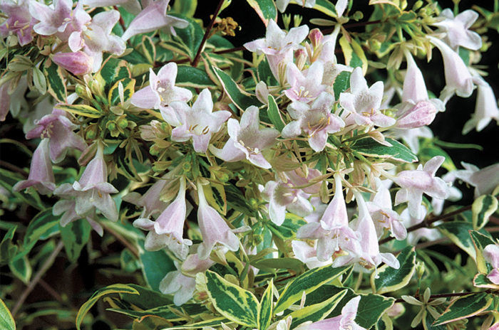 Abelia × grandiflora ‘Hopleys’ (Twist of Lime) – Complete Growing Guide