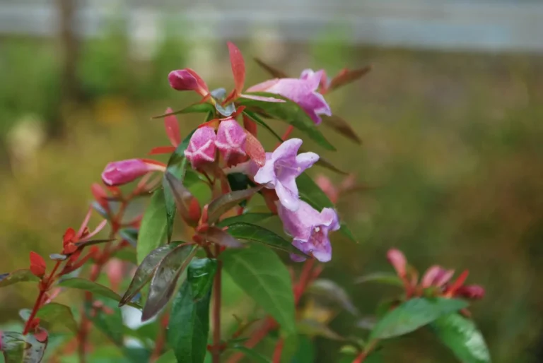 Abelia ‘Edward Goucher’ – Complete Growing Guide