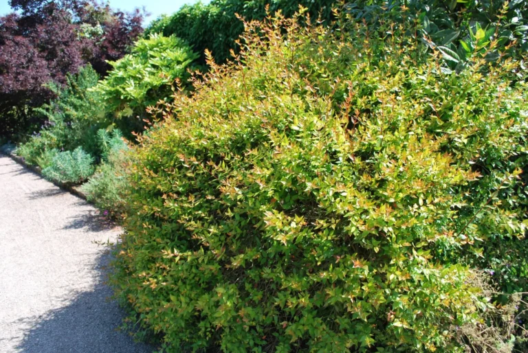 Abelia × grandiflora ‘Francis Mason’ – Complete Growing Guide