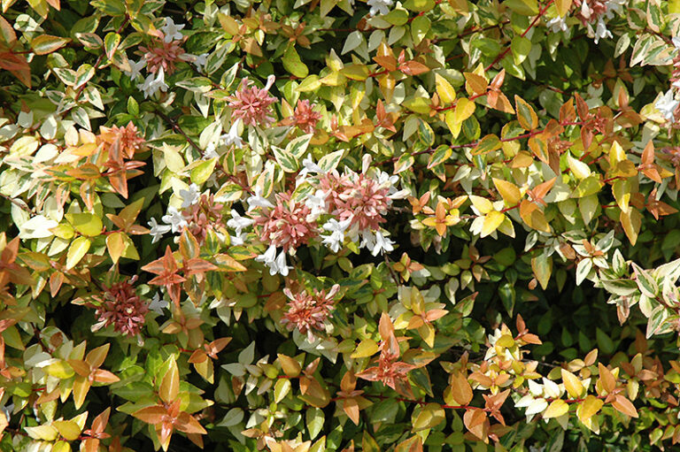 Abelia × grandiflora ‘Kaleidoscope’ – Complete Growing Guide