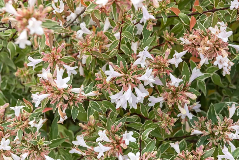 Abelia