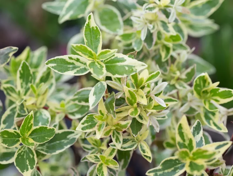 Abelia × grandiflora ‘Radiance’