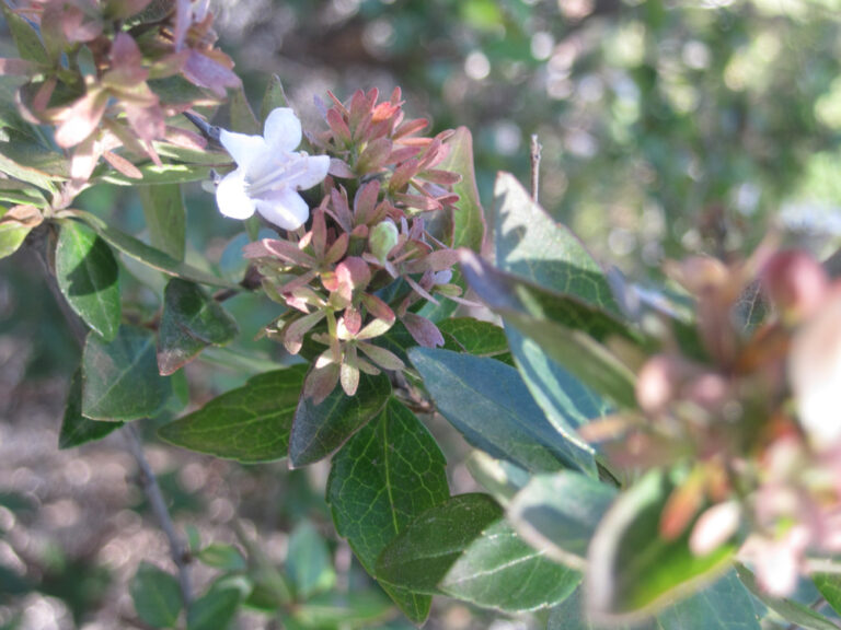 Abelia × grandiflora ‘Lake Maggiore’ – Complete Growing Guide