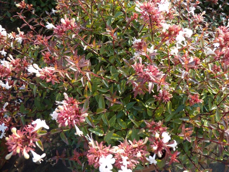 Abelia × grandiflora ‘Sherwoodii’ – Complete Growing Guide