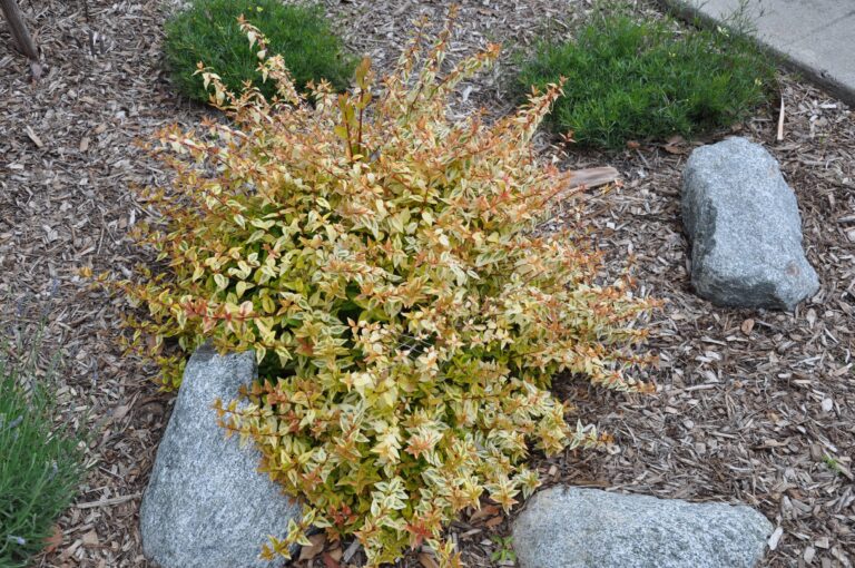 Abelia × grandiflora ‘Sunrise’ – Complete Growing Guide