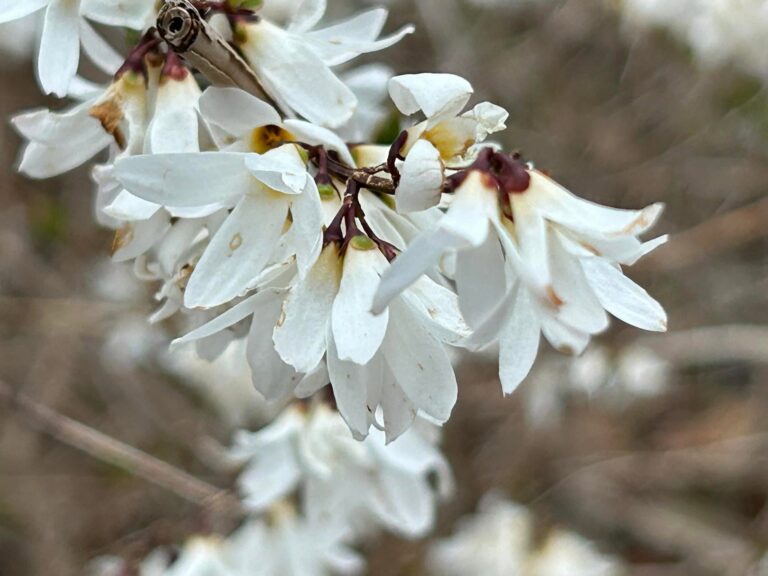 Demystifying White Forsythia: Cultivars, Phantom Taxa, and Korea’s Hidden Selections