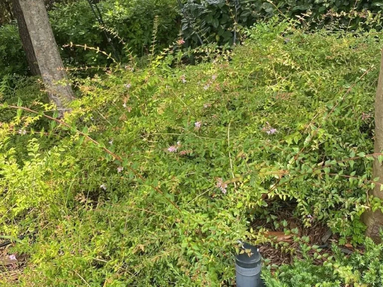 Abelia Troubleshooting: Pests, Diseases, and Non-Blooming Issues (Combining aphids, spider mites, powdery mildew, and nitrogen fertilizer fixes).