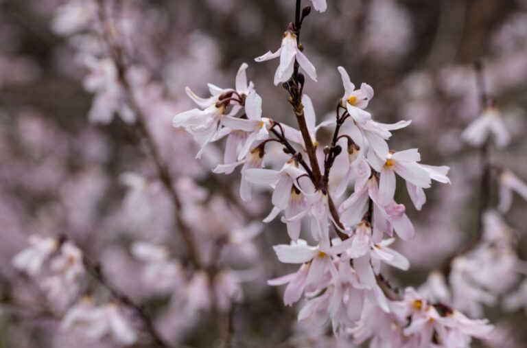 Abeliophyllum distichum ‘Roseum – Complete Growing Guide
