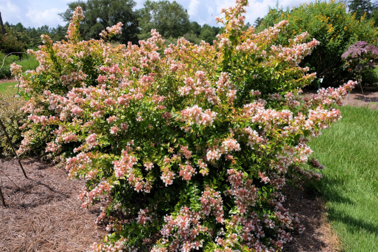 The Ultimate Guide to Pruning Abelia (Combining the new vs. old wood rules and the hard rejuvenation haircut)