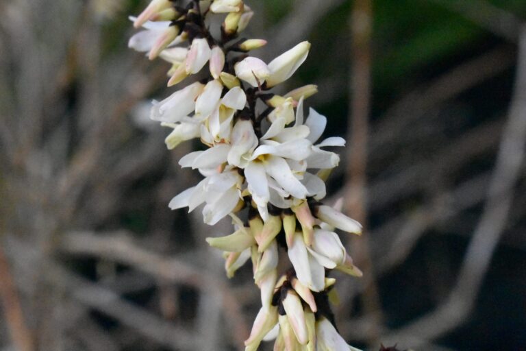 Abeliophyllum (white forsythia) – Complete Growing Guide