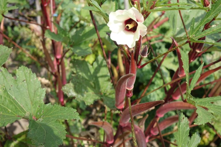 Red Burgundy Okra: The Ultimate Edimental for Gorgeous Borders and Fresh Harvesting