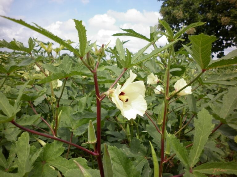 Abelmoschus (okra) – Complete Growing Guide