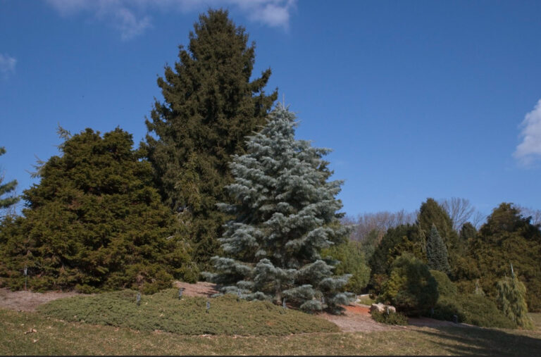 Cloaked in Powder Blue: Why Abies concolor ‘Blue Cloak’ Belongs in Your Garden