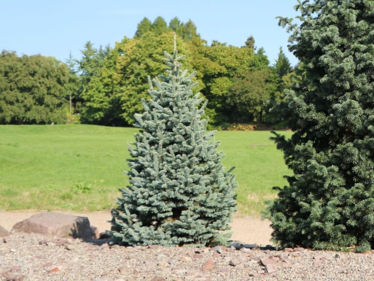 The Blue-Ribbon Dwarf Conifer: Why Abies concolor ‘Compacta’ Belongs in Your Garden