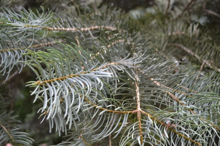 The Bluest Choice: Why Abies concolor ‘Violacea’ Outshines the Standard White Fir