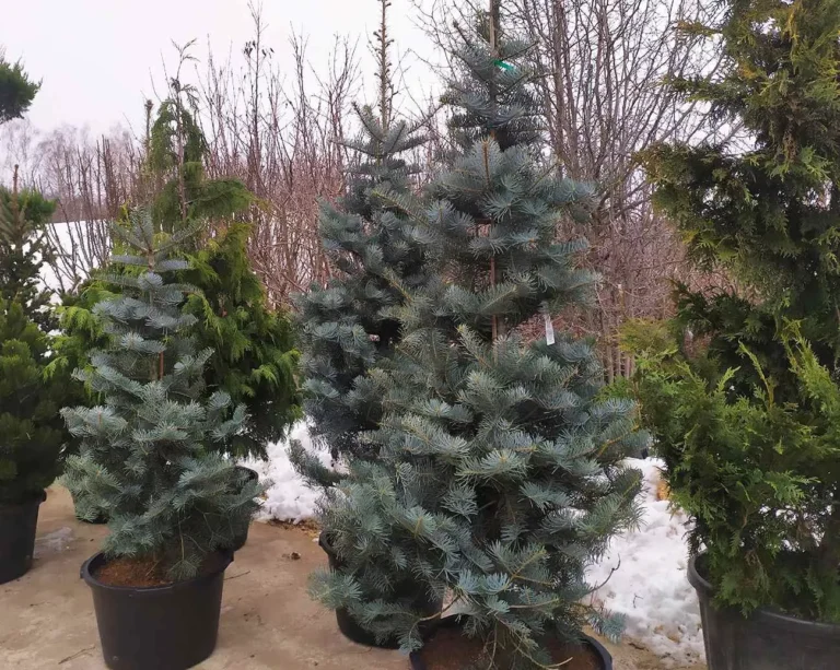 The Blue-Violet Carpet: Mastering the Prostrate White Fir