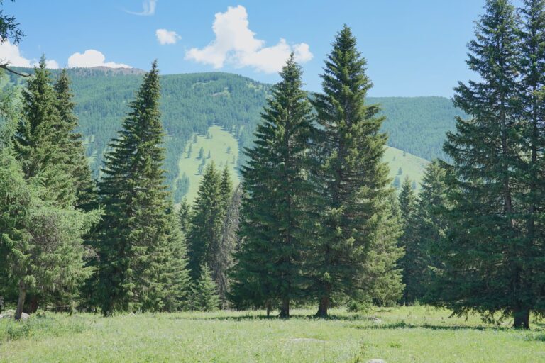 The Master Guide to Growing Abies: Elevate Your Landscape with True Firs