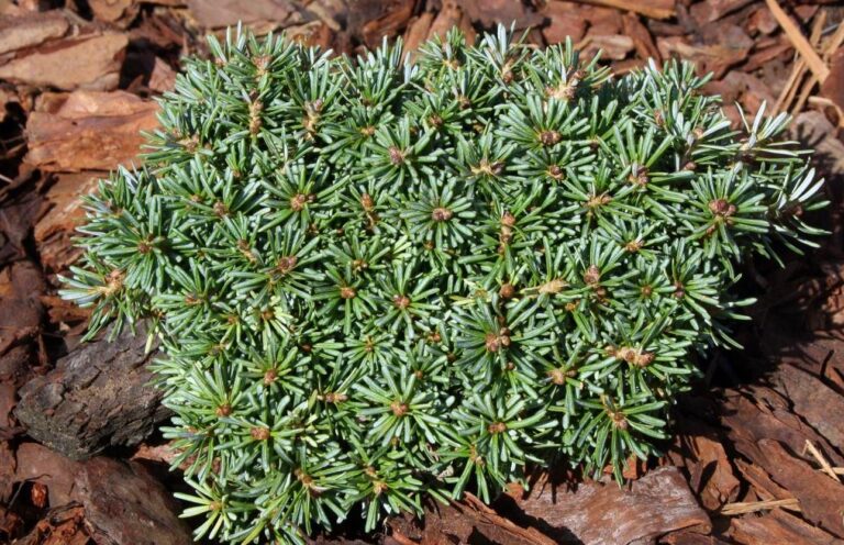 Meet ‘Blauer Eskimo’: The Ultimate Miniature Korean Fir for Small Spaces