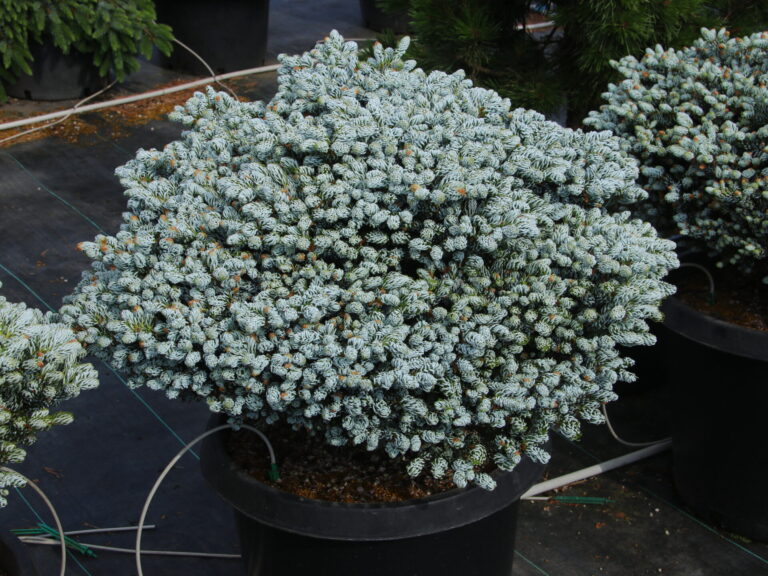 The Silver Sensation: How to Grow Kohout’s Ice Breaker Korean Fir