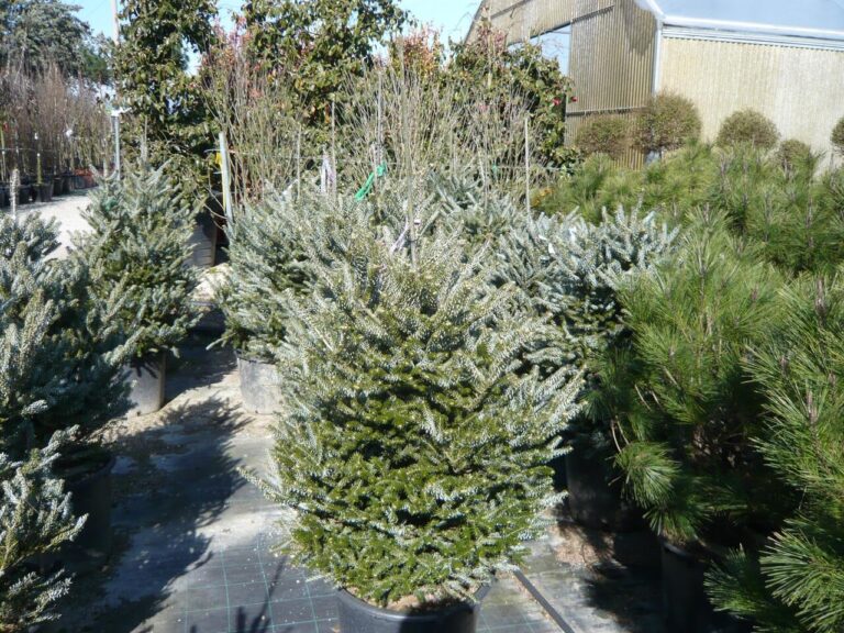 Horstmann’s Silberlocke: The Shimmering, Curl-Leaved Korean Fir Every Small Garden Needs