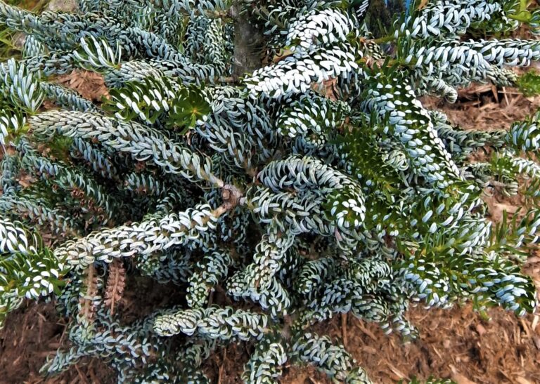 Silver Show Korean Fir: The Luminous, Tight-Curled Masterpiece for Compact Gardens