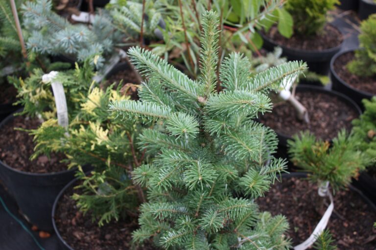 The Golden Noble Fir: How to Use Abies procera ‘Aurea’ for Year-Round Garden Drama