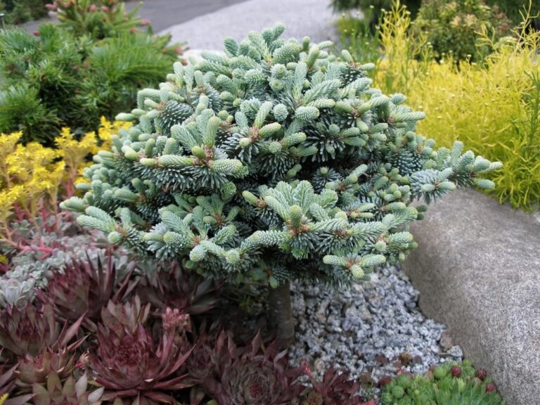 The Irresistible Charm of Abies procera ‘Blaue Hexe’: A Blue Cushion Noble Fir for Connoisseurs