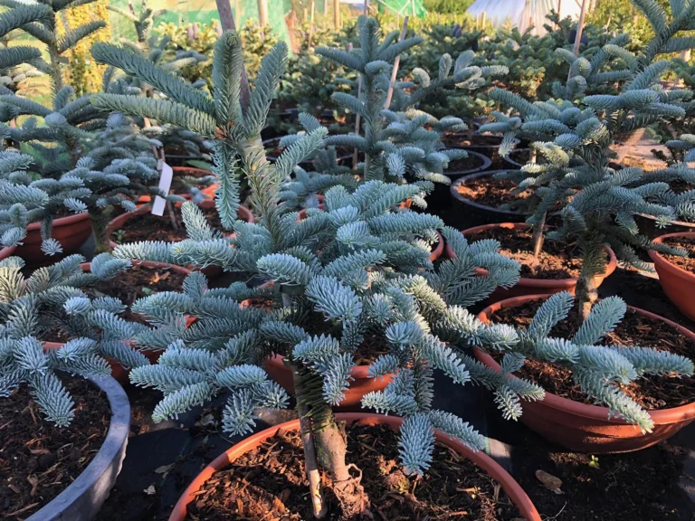 The Steel-Blue Spire: Why Abies procera ‘Glauca’ Rules the Winter Landscape
