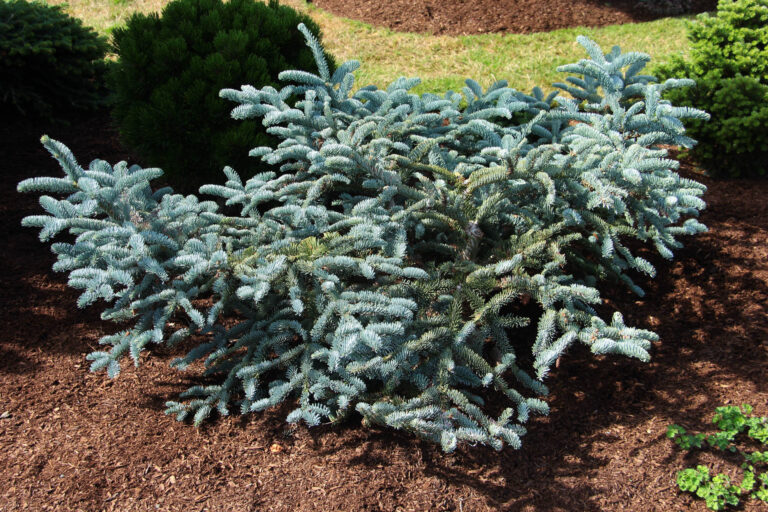 The Prostrate Blue Noble Fir: A Sculptural Maverick for the Modern Garden