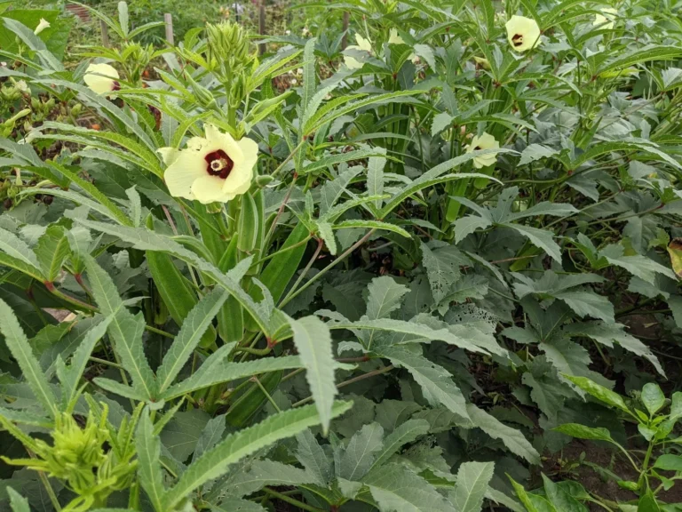 The Small-Space Okra Breakthrough: Why ‘Annie Oakley II’ Belongs in Your Garden