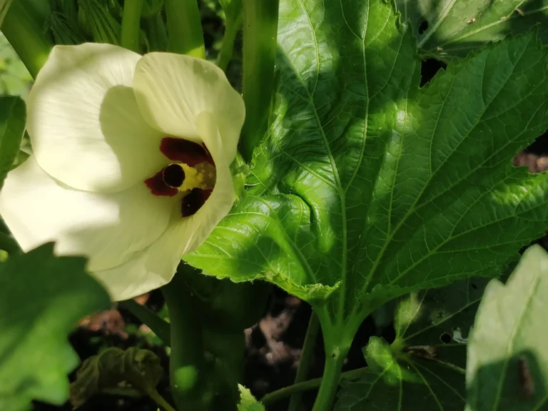 Grow Baby Bubba Okra: The Ultimate Compact Cultivar for Pots and Patios