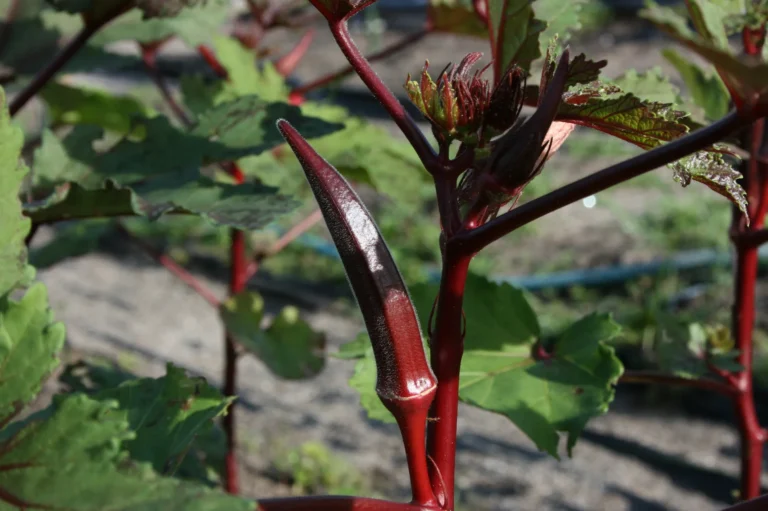 Why ‘Carmine Splendor’ Okra Belongs in Your Flower Beds This Season