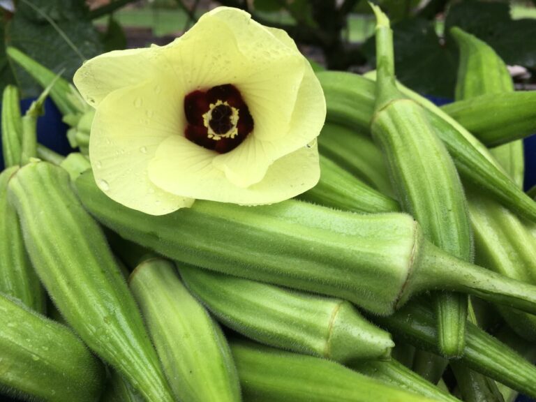 The Legacy of ‘Clemson Spineless’ Okra: Why This Heirloom Still Rules the Summer Patch