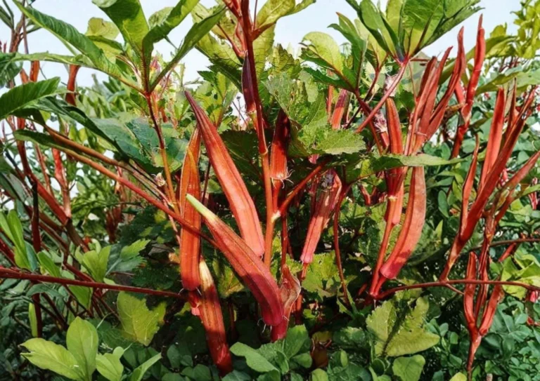 Jing Orange Okra: The Showstopping Asian Heirloom Your Edible Border Needs