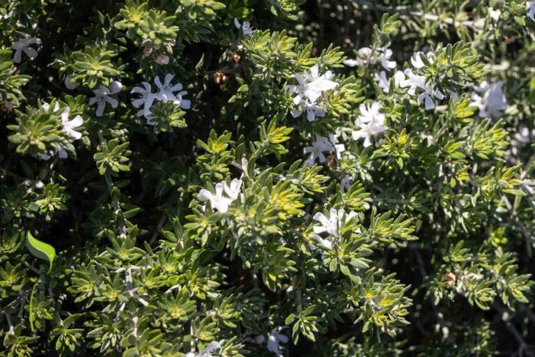 Abelia × grandiflora ‘Confetti’ (‘Conti’) – Complete Growing Guide