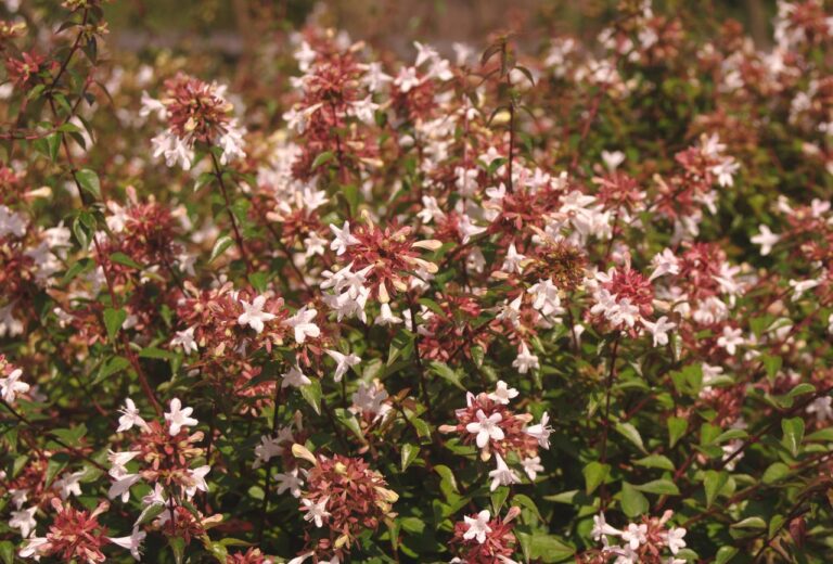 Abelia × grandiflora ‘Little Richard’ – Complete Growing Guide