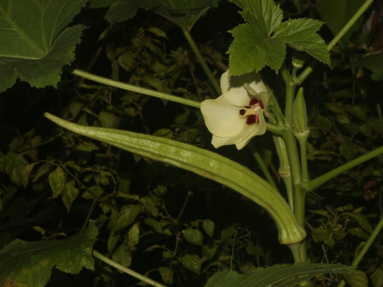 Abelmoschus (okra) – Complete Growing Guide