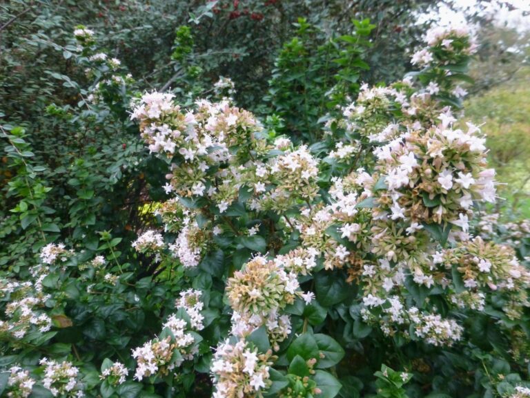 Abelia chinensis (Chinese Abelia) – Complete Growing Guide