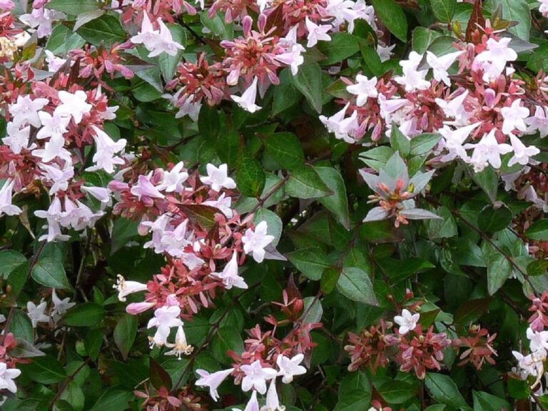 Abelia × grandiflora ‘Compacta’ – Complete Growing Guide