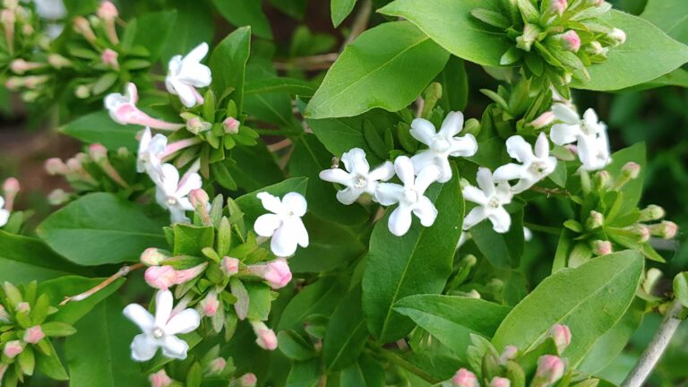Abelia mosanensis (Fragrant Abelia) – Complete Growing Guide