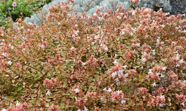 Abelia × grandiflora ‘Sunshine Daydream’ (‘Abelops’) – Complete Growing Guide