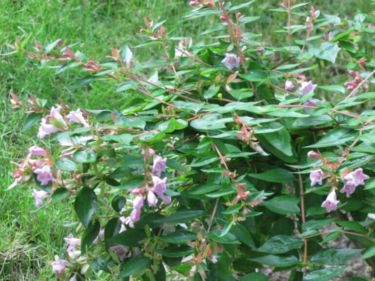 Abelia × grandiflora ‘Dwarf Purple’ – Complete Growing Guide