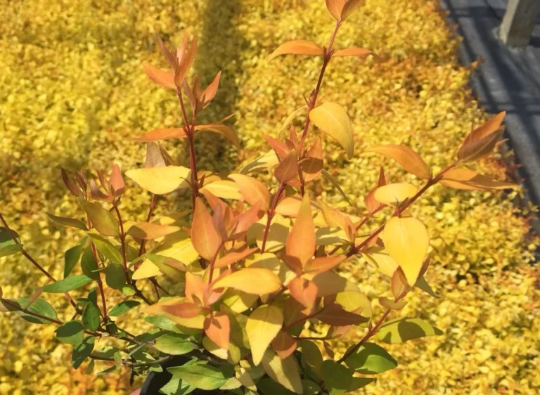 Abelia × grandiflora ‘Gold Jewel’ (‘Abhfgold’) – Complete Growing Guide