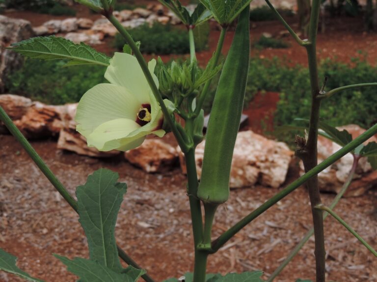 The Great Okra Showcase: A Guide to the Best Abelmoschus Cultivars