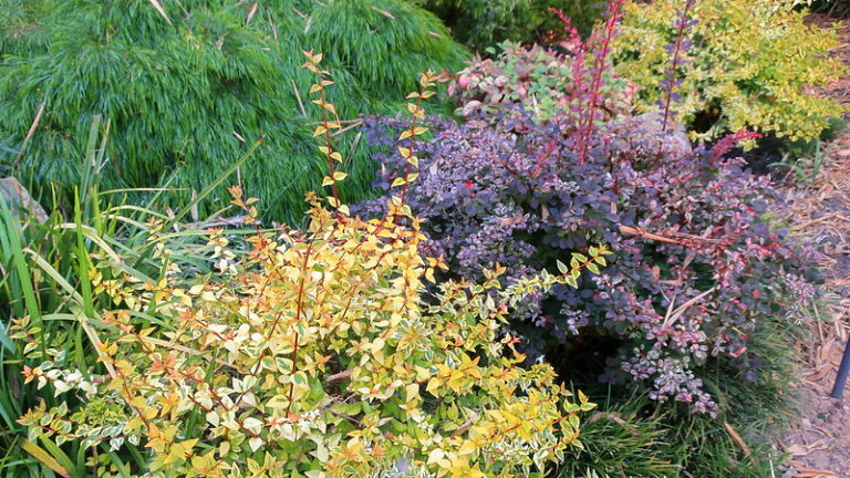 The Perfect Abelia Growing Conditions: Soil, Climate, and Winter Care