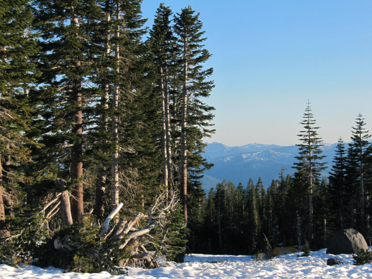 Compact True Firs: A Collector’s Guide to Dwarf and Blue Abies Cultivars