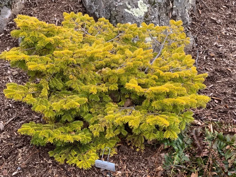 The Golden Spreader Nordmann Fir: A Brilliant, Low-Growing Winter Accent