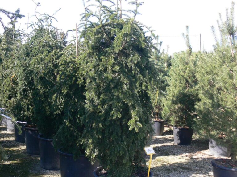 Dramatic Living Sculpture: Designing with the Weeping Nordmann Fir