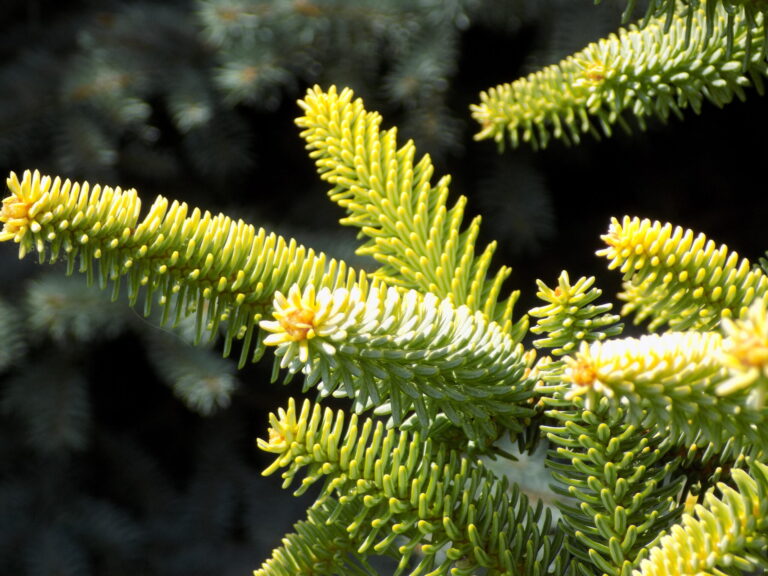 Abies pinsapo ‘Aurea’: The Golden Spanish Fir with Sculptural Splendour