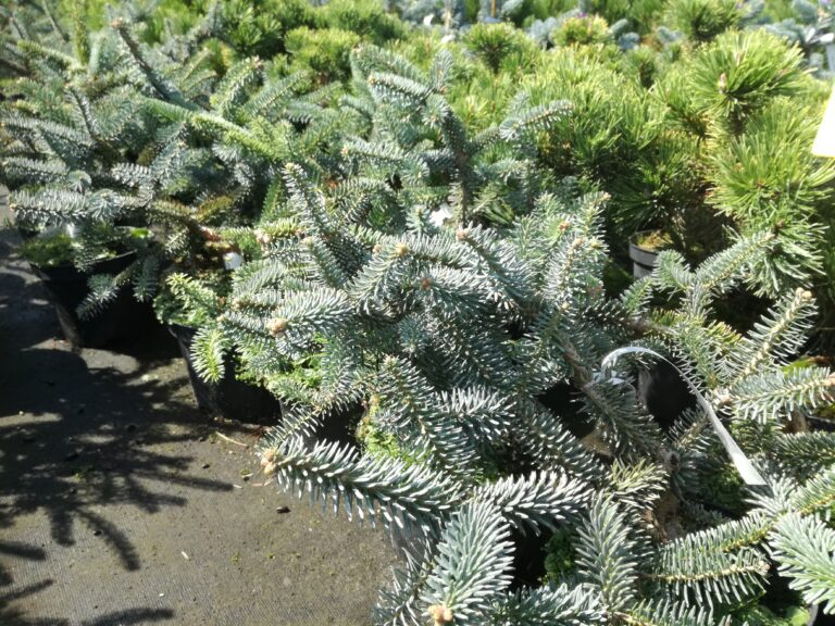 The Blue Spanish Fir: Sculptural Majesty for the Patient Gardener